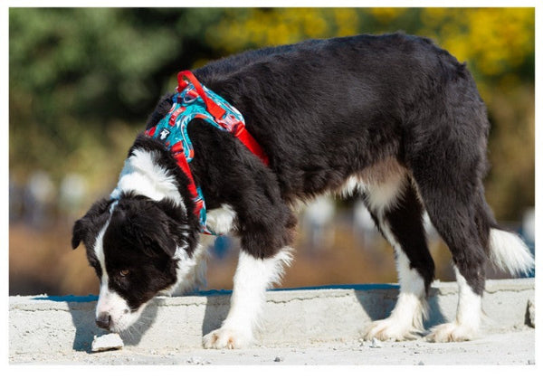 harnais chien anti traction réfléchissant