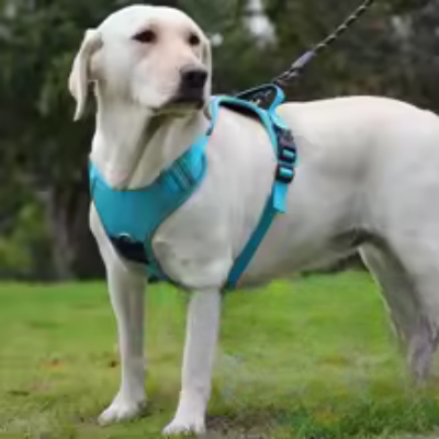 harnais chien anti traction résistant