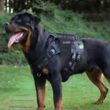 harnais chien anti traction robuste résistant