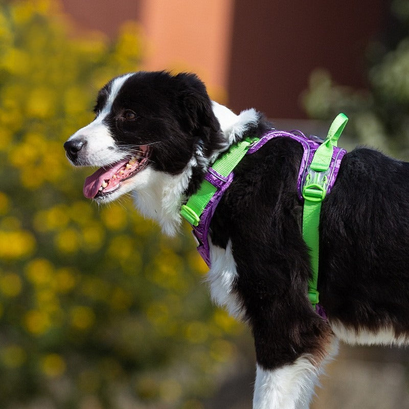 harnais chien anti traction sécuritaire et léger