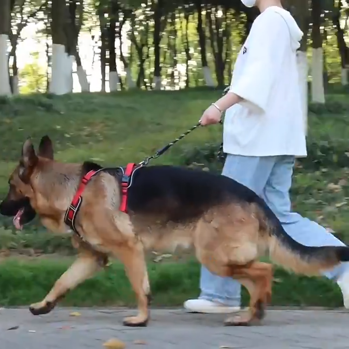 Harnais chien anti traction | StrongPatte