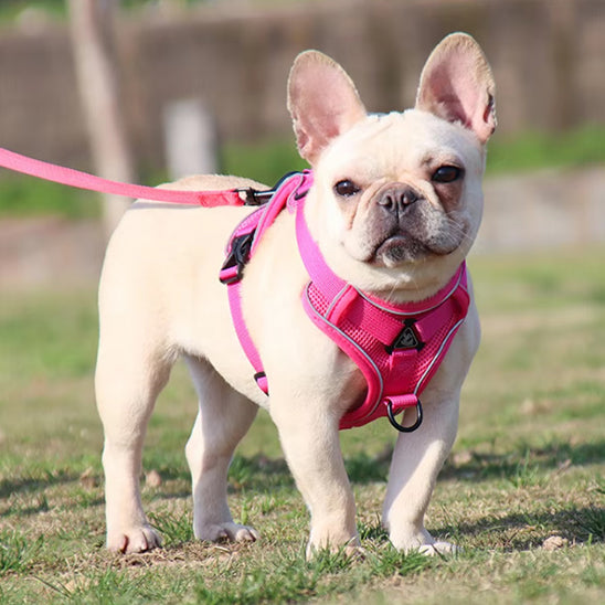 harnais chien attache rose