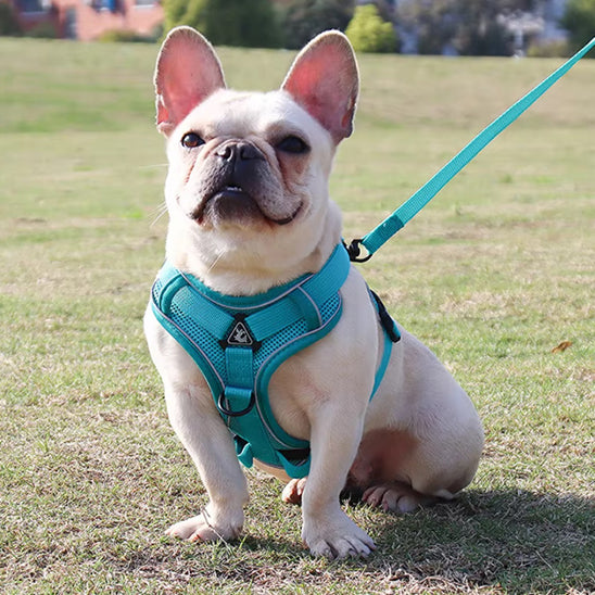 harnais chien avec attache turquoise