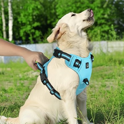 Harnais chien Poignée dorsale de contrôle