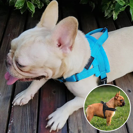 harnais chien reduction de stress
