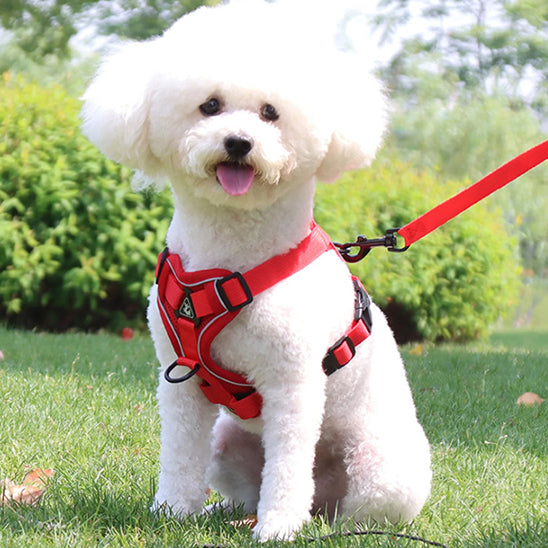 harnais chien rouge confort