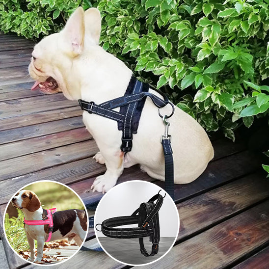 harnais chien securite accrue