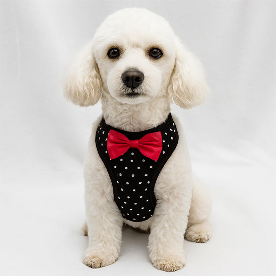 harnais petit chien classe pour lui