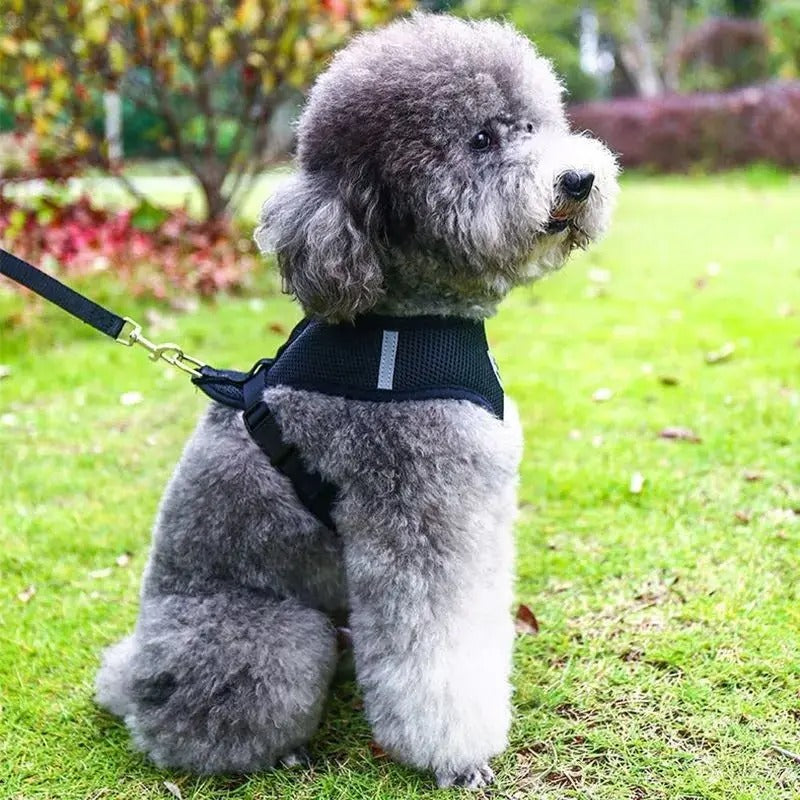 harnais petit chien léger doux