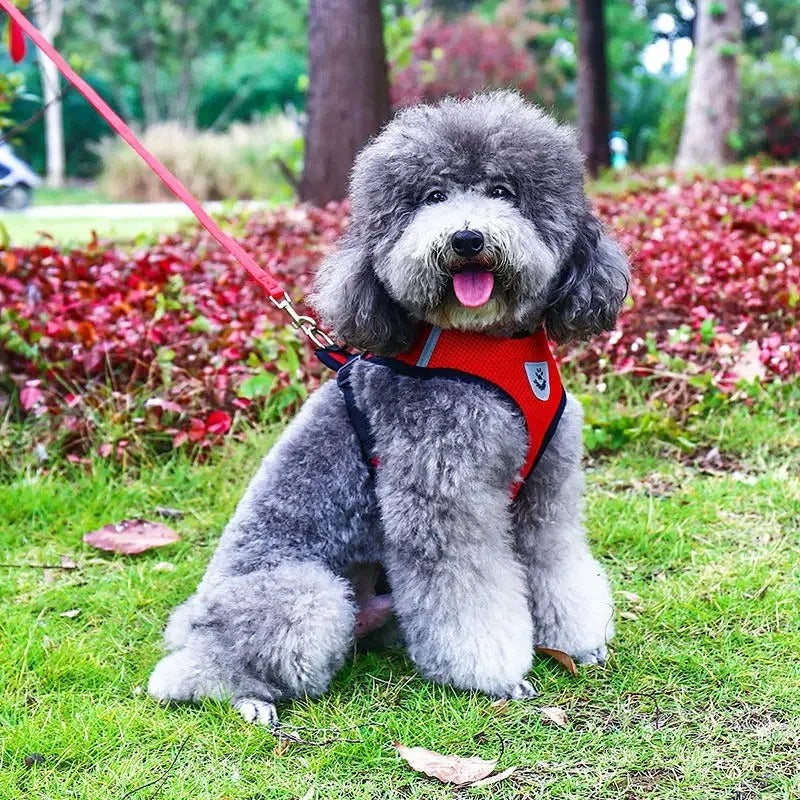 harnais petit chien poodle toy