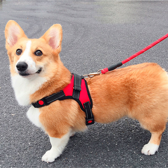 harnais pour chien corgi