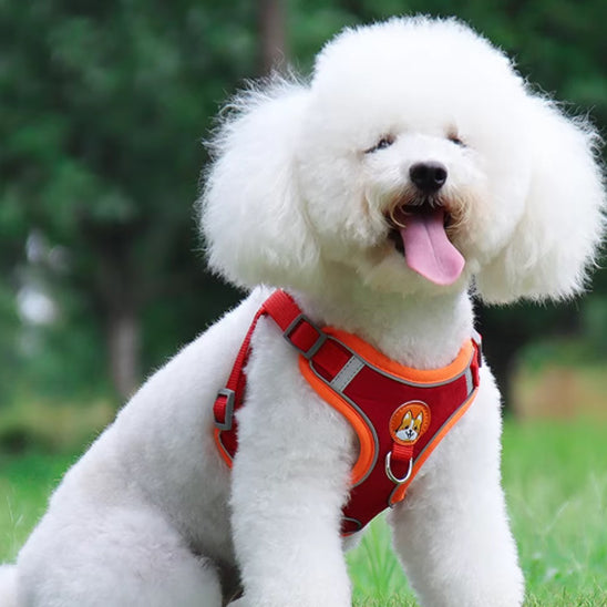 harnais pour chien decontracte