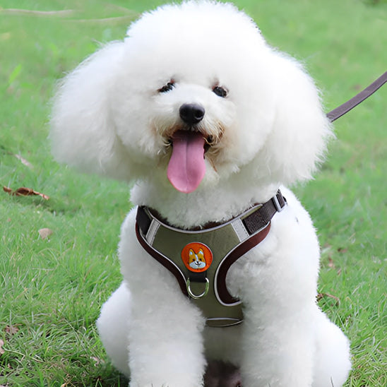 Harnais pour chien | FunnyPattesâą
