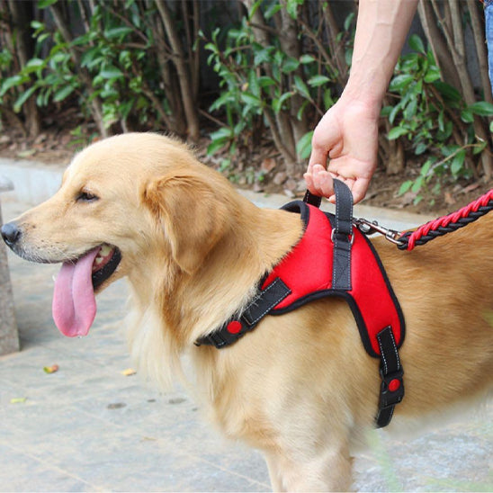 harnais pour chien ganse