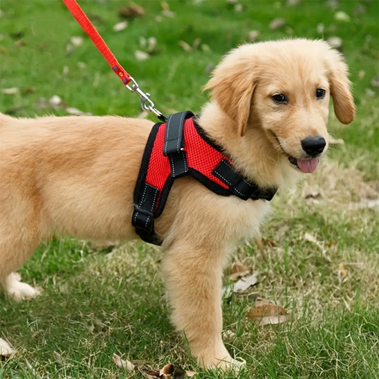 harnais pour chien labrador