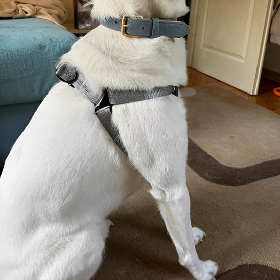 harnais pour chien meilleur controle
