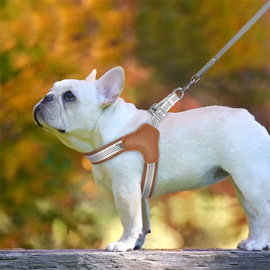 Harnais pour chien | PetitePattesâą