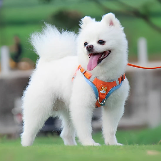 harnais pour chien pomeranien