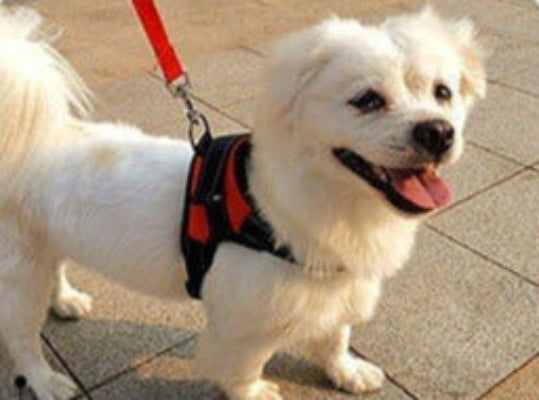 harnais pour chien praticite confort