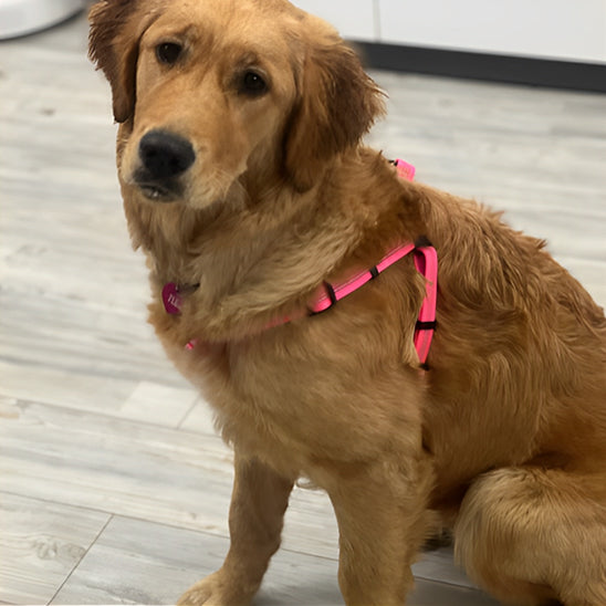 harnais pour chien reflechissant