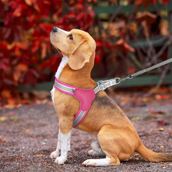 Harnais pour chien | PetitePattesâą