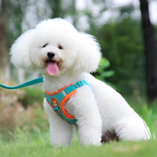 harnais pour chien securitaire