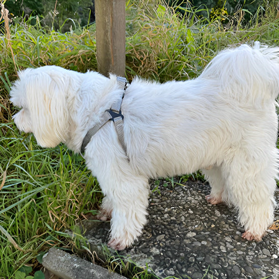 harnais pour chien securitaire