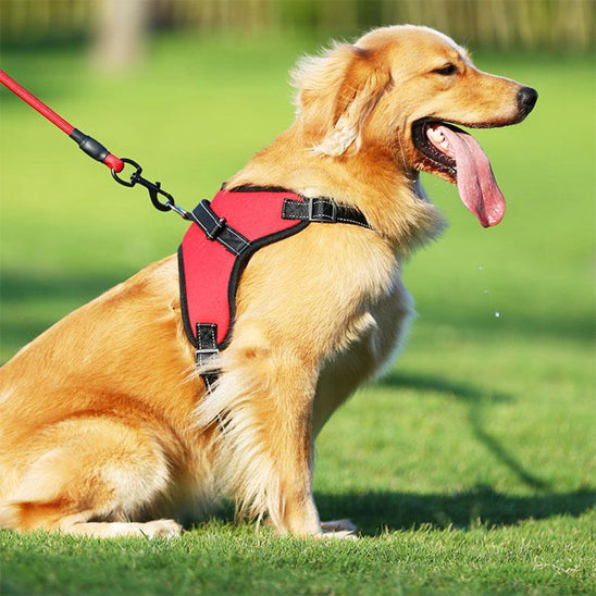 harnais pour chien selle