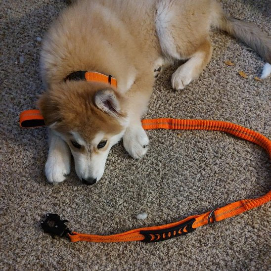 laisse pour chien bungee