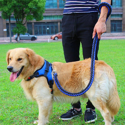 laisse pour chien confort controle