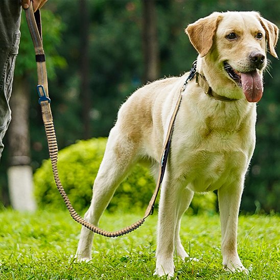 laisse pour chien controle réfléchissante