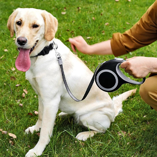 laisse pour chien contrĂŽle