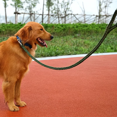 laisse pour chien ergonomique