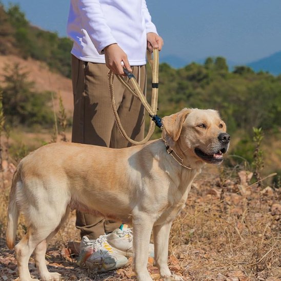 laisse pour chien frog attache