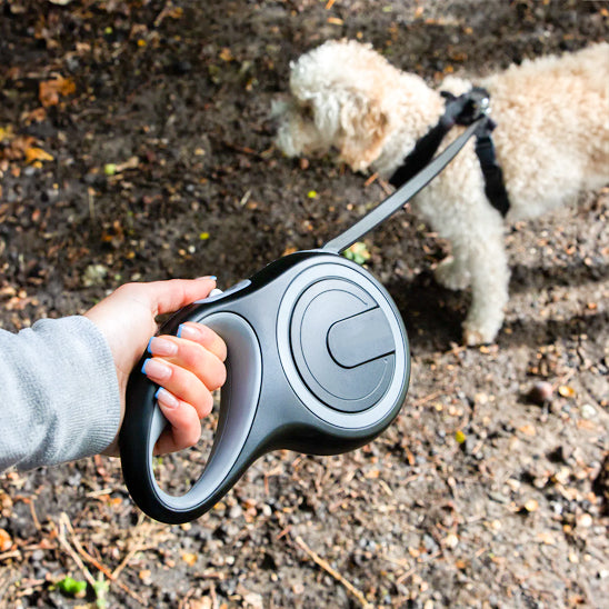 laisse pour chien marche amélioré