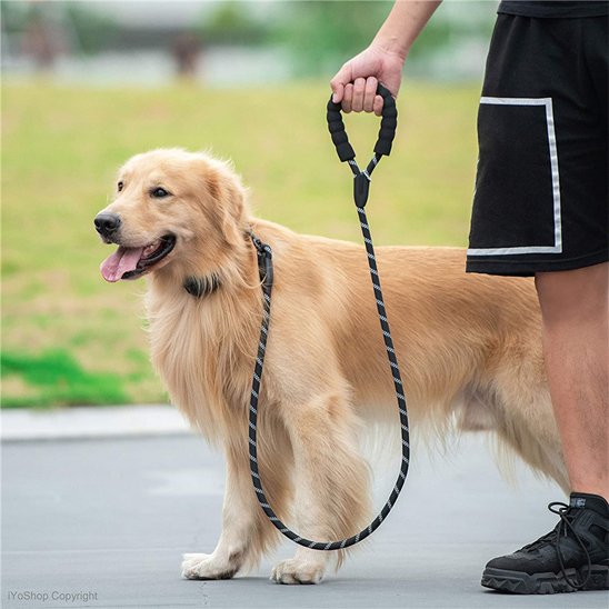 laisse pour chien poignée rembourée