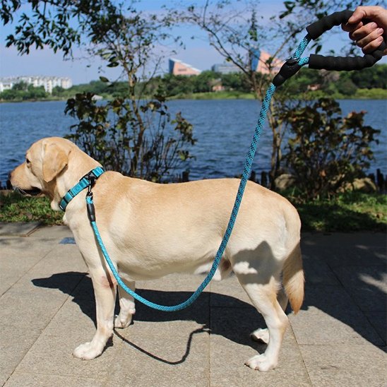 laisse pour chien résistante à l'humidité