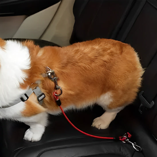Laisse pour chien | Pat TravelSécure™