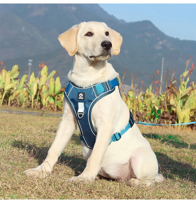 Harnais chien anti traction | StrongPatte