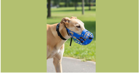 Comment choisir une muselière confortable pour chien pour vos sorties