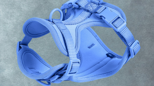 harnais anti traction pour chien bleu
