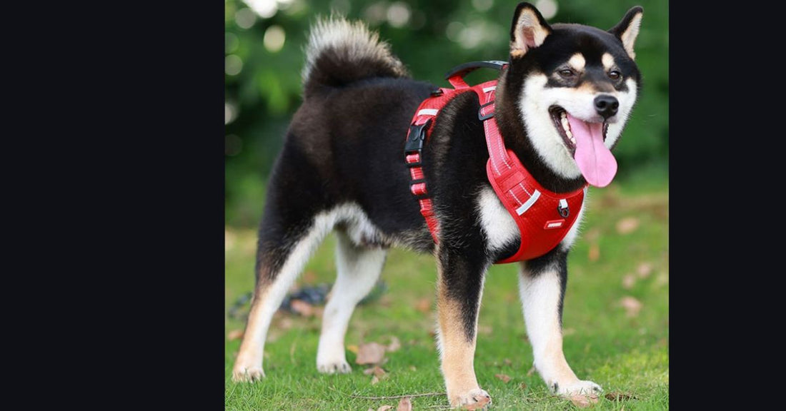 harnais chien anti-traction rouge