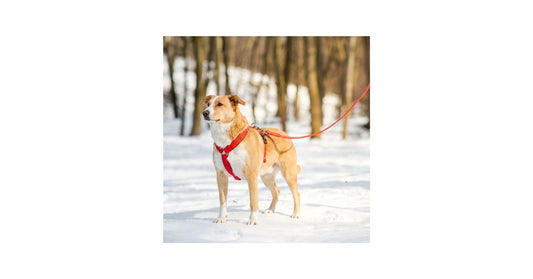 chien en balade en forêt avec son harnais anti-traction et relié à sa longe pour chien