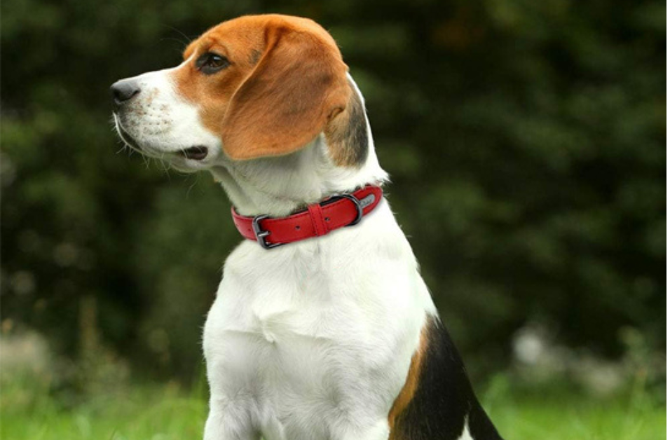 colliler-pour-chien-cuir-resistant