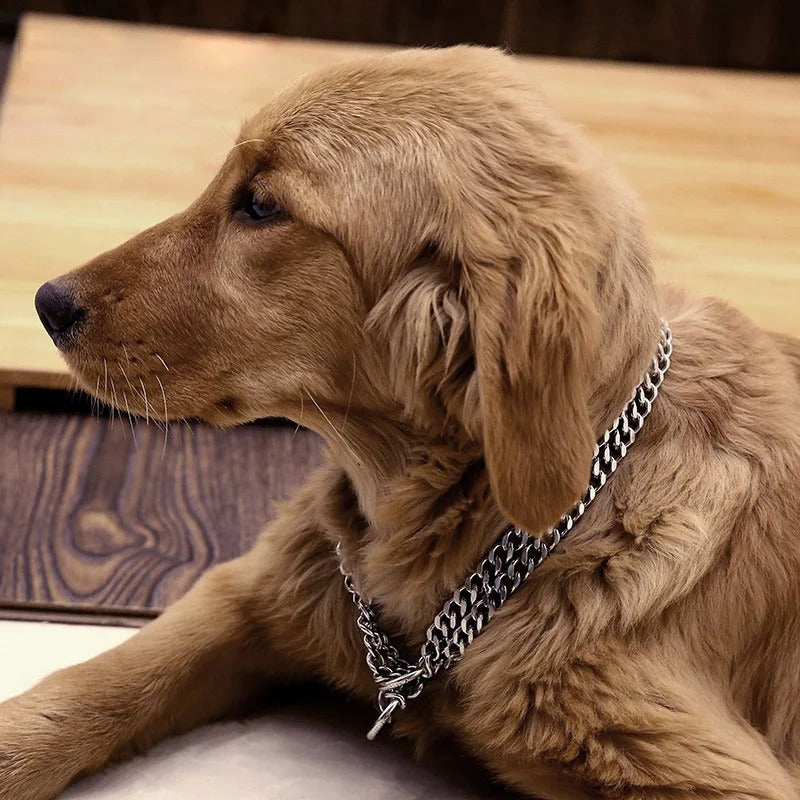 collier étrangleur chien éducatif Patte Vigilante détendu au cou chien couché au repos
