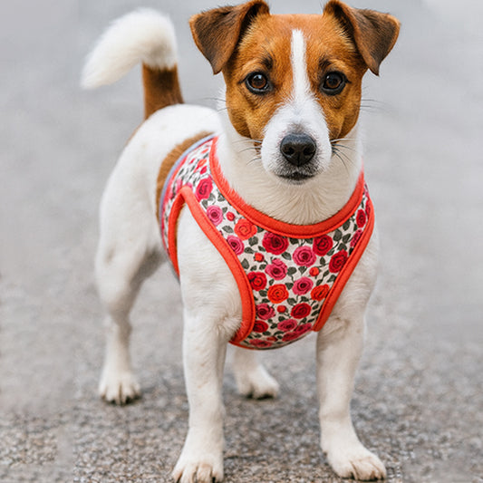 Harnais petit chien confort look pyjama