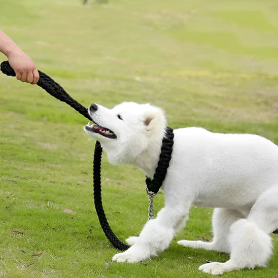Laisse chien anti-déchirure résistante