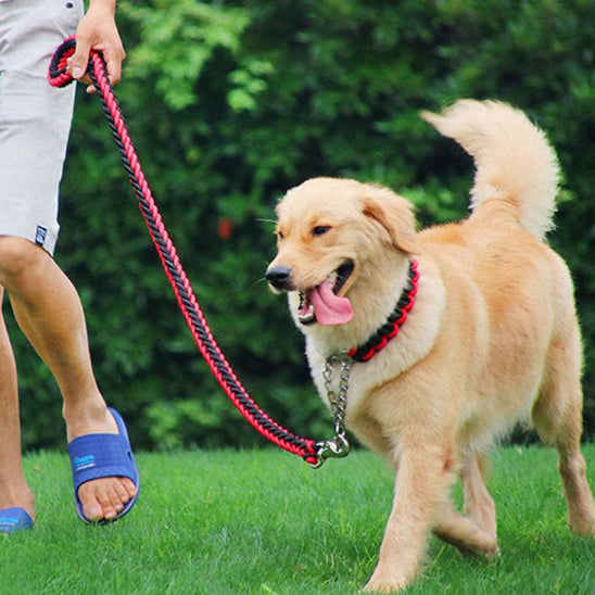 Laisse chien contrôle sécurité