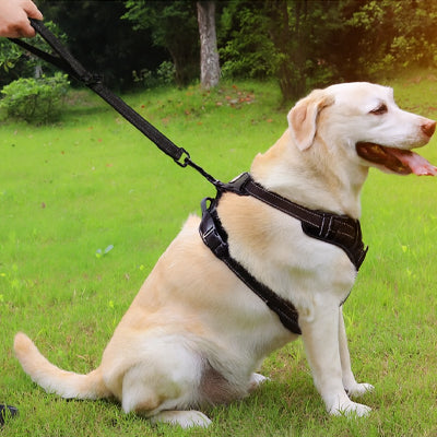 Laisse chien | Patte MaÎtrisée™