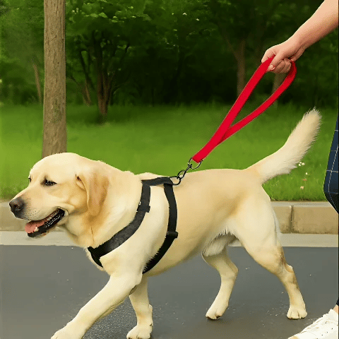 Laisse chien | Patte MaÎtrisée™